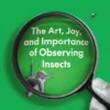 Bugwatching
