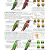 Field Guide to the Birds of North America