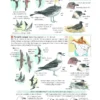 Field Guide to the Birds of North America