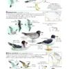 Field Guide to the Birds of North America