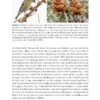 Crossbills and Conifers