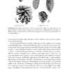 Crossbills and Conifers