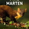 Pine Marten