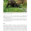 Pine Marten