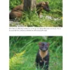Pine Marten