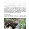 Pine Marten