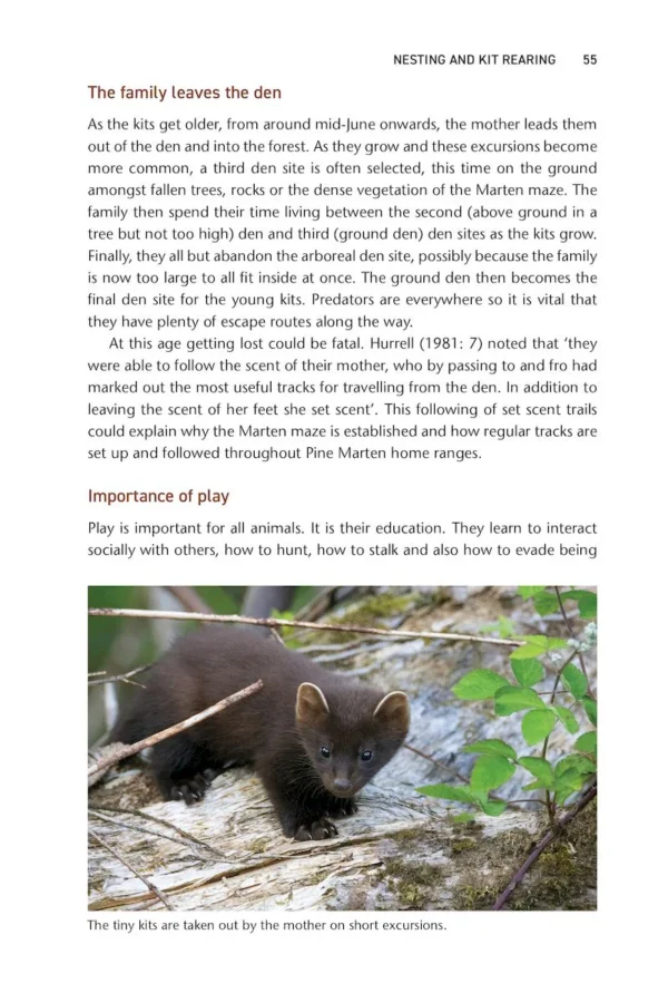 Pine Marten