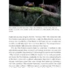 Pine Marten