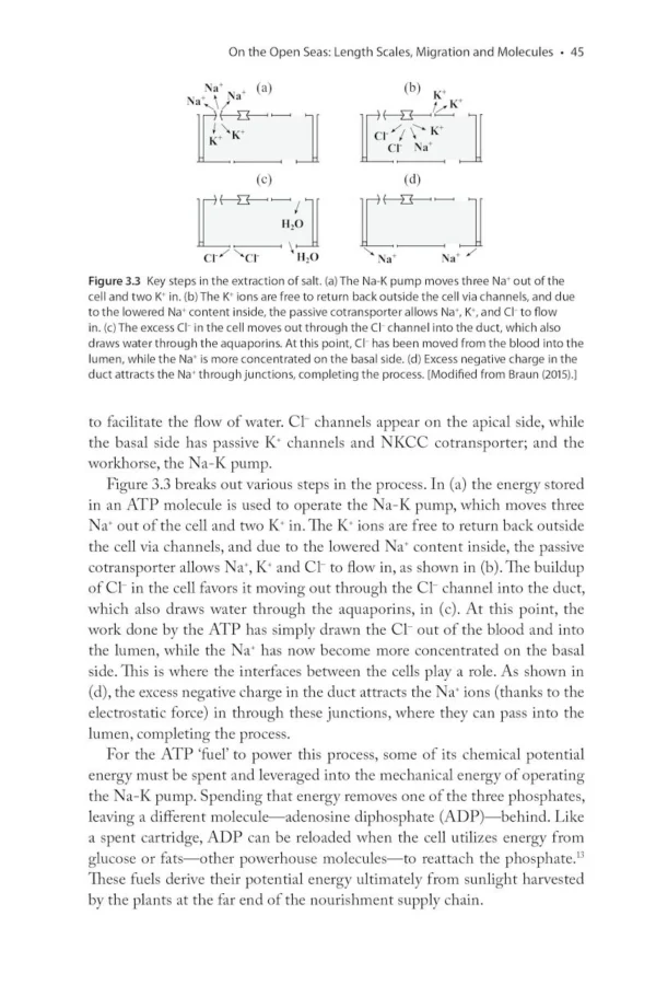 The Physics of Birds and Birding