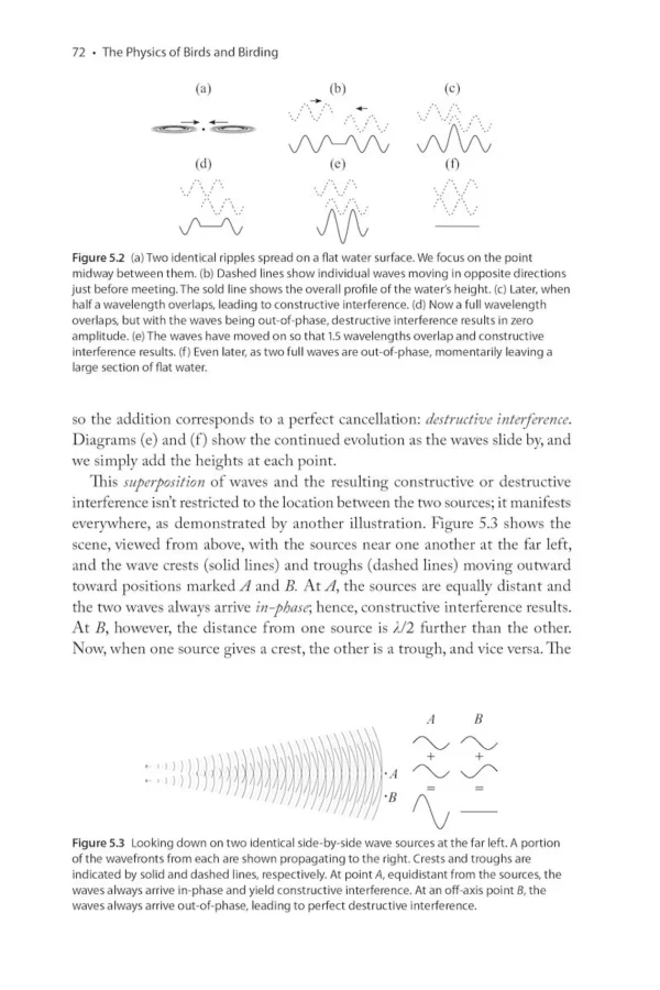 The Physics of Birds and Birding