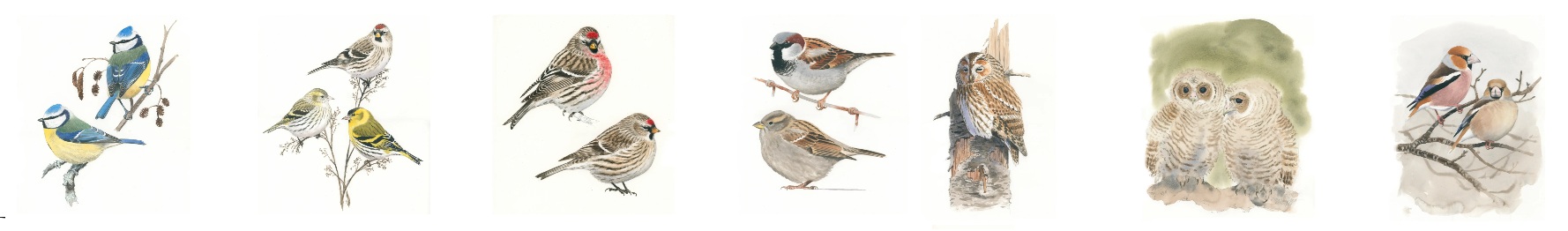 Våre fugler akvareller