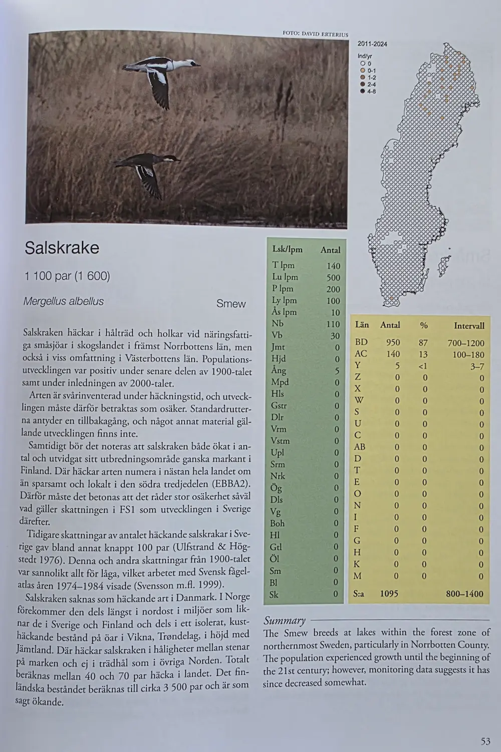 Fåglarna i Sverige_lappfiskand