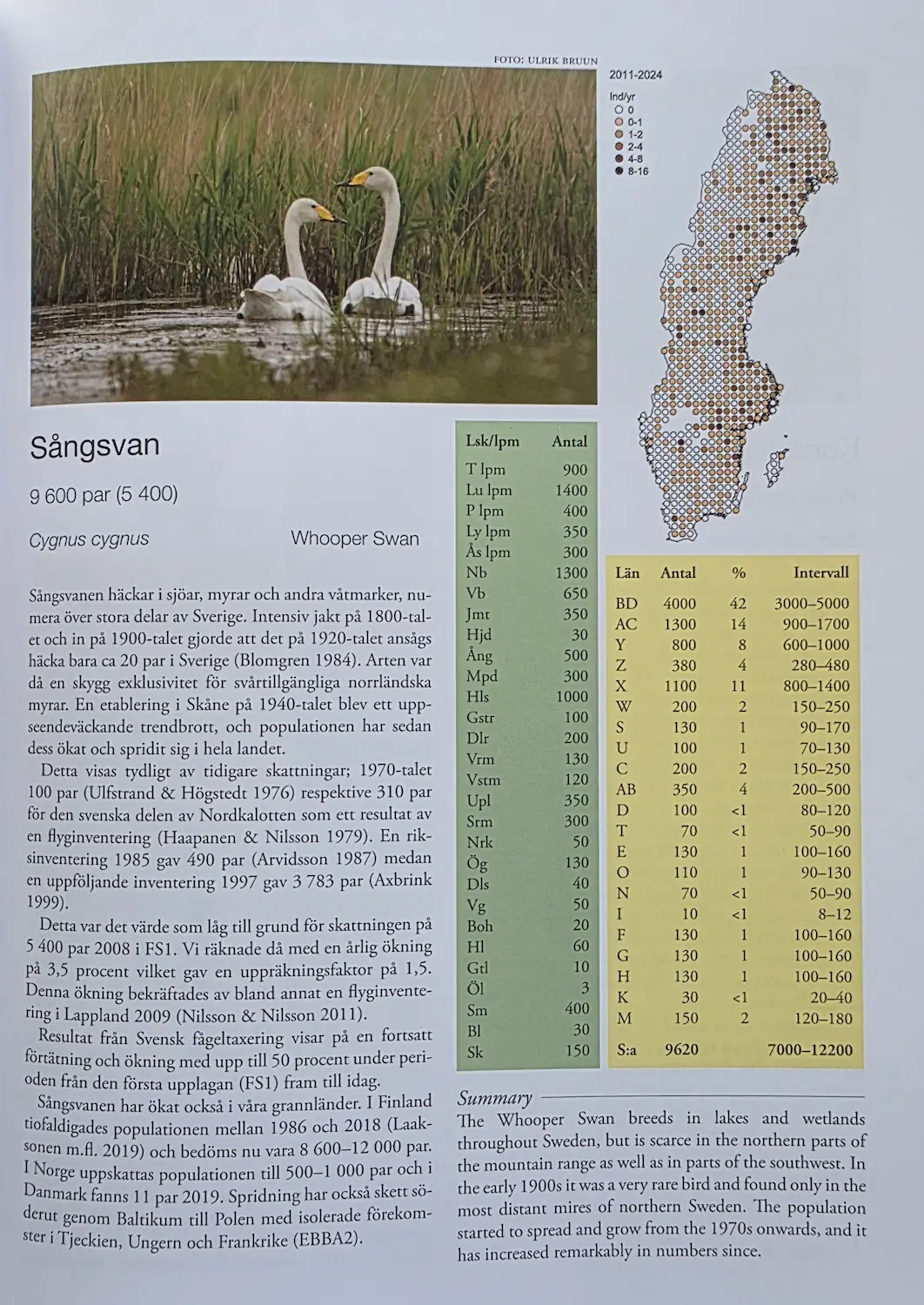 Fåglarna i Sverige_sangsvane