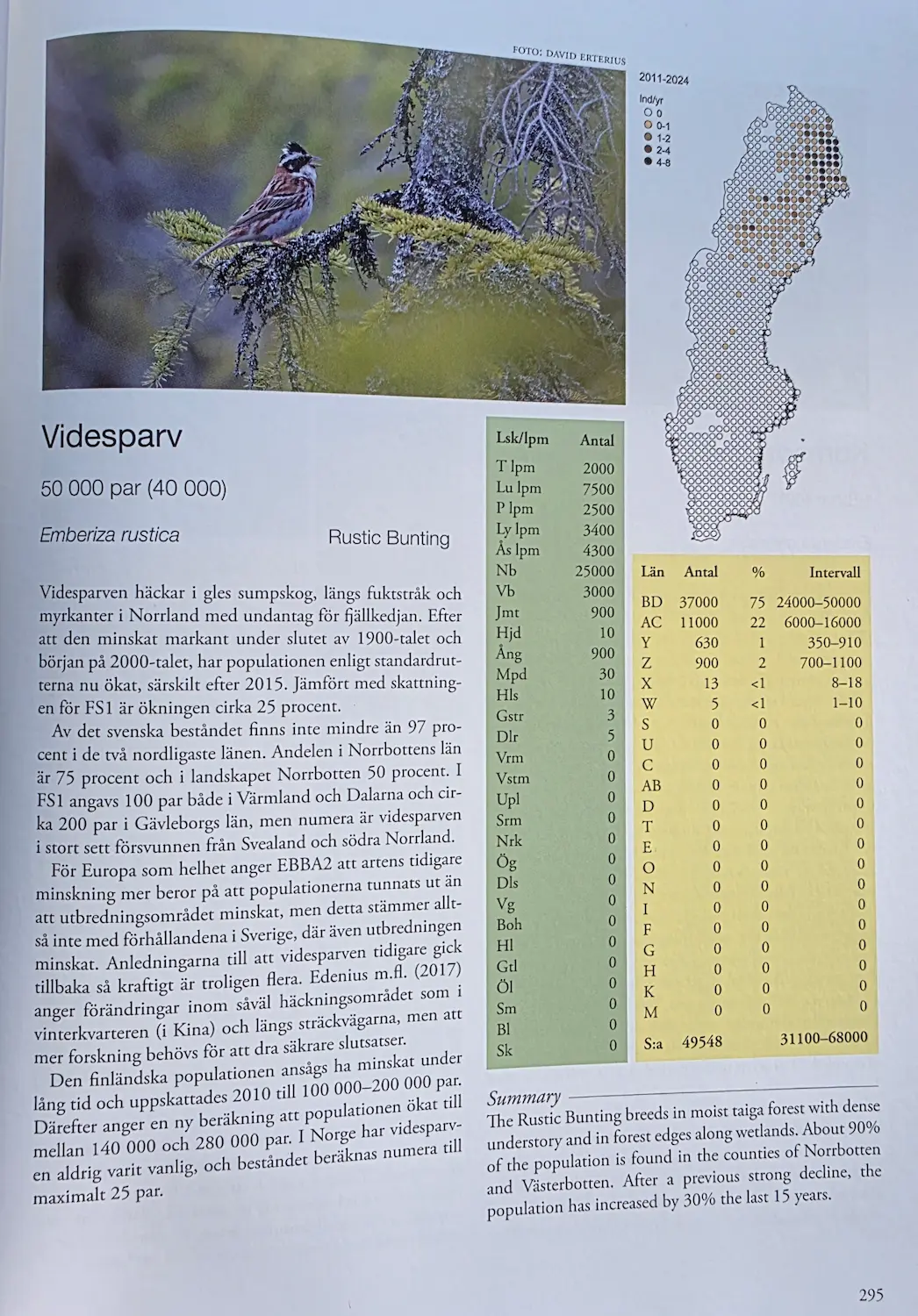 Fåglarna i Sverige_vierspurv