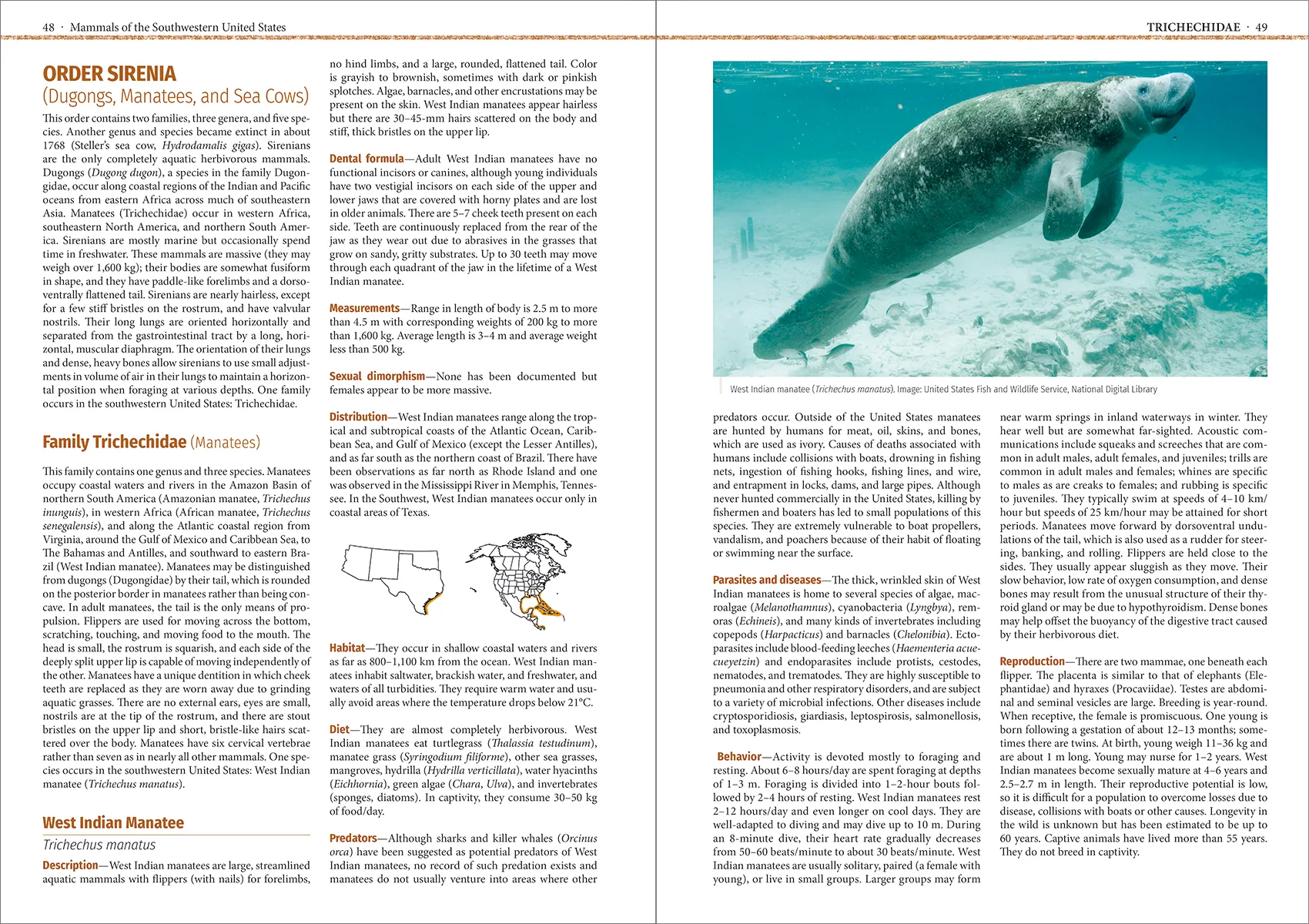 Mammals of the Southwestern United States