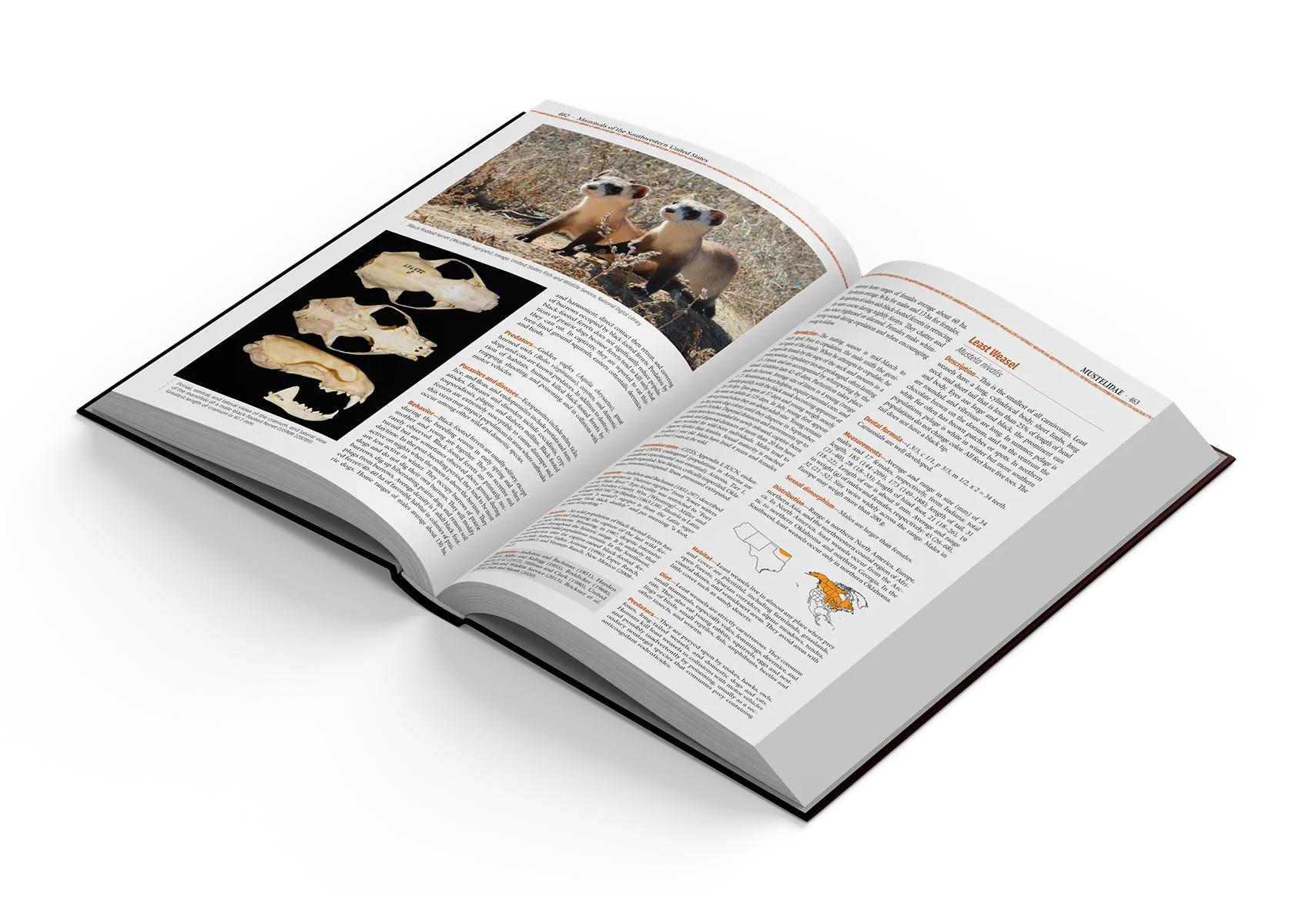 Mammals of the Southwestern United States