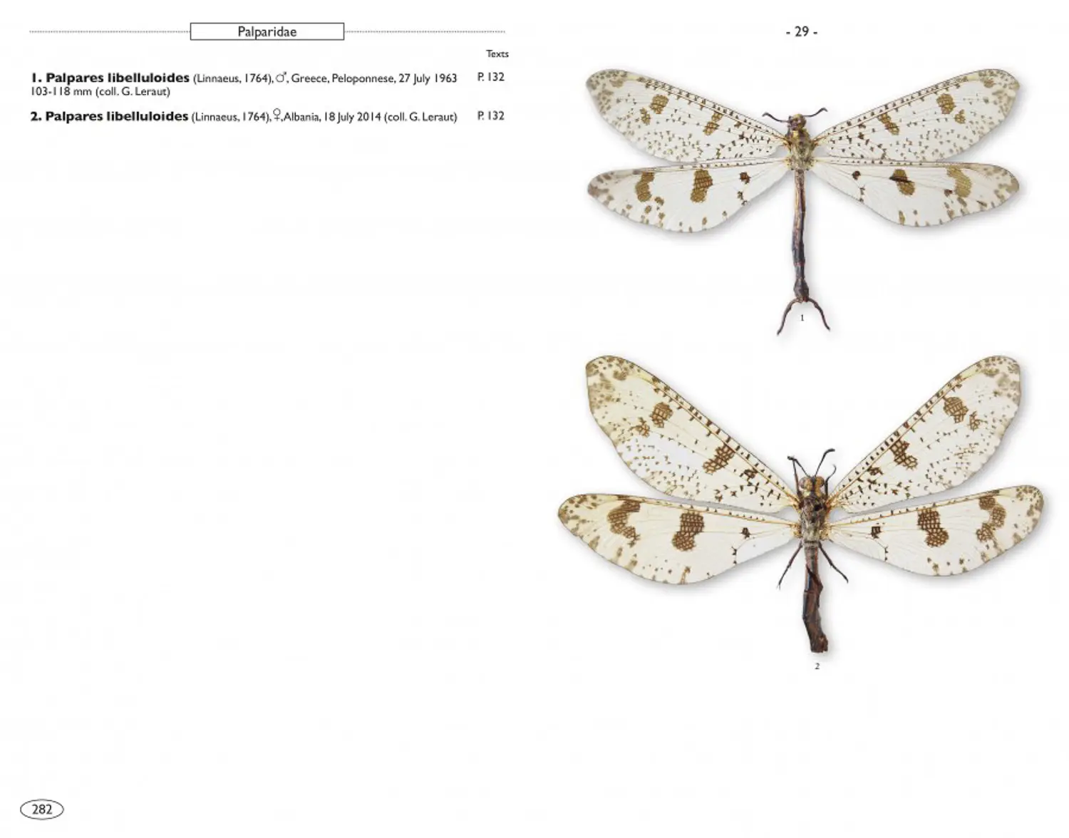 Neuropteroids of Europe