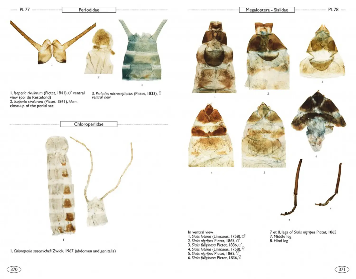 Neuropteroids of Europe