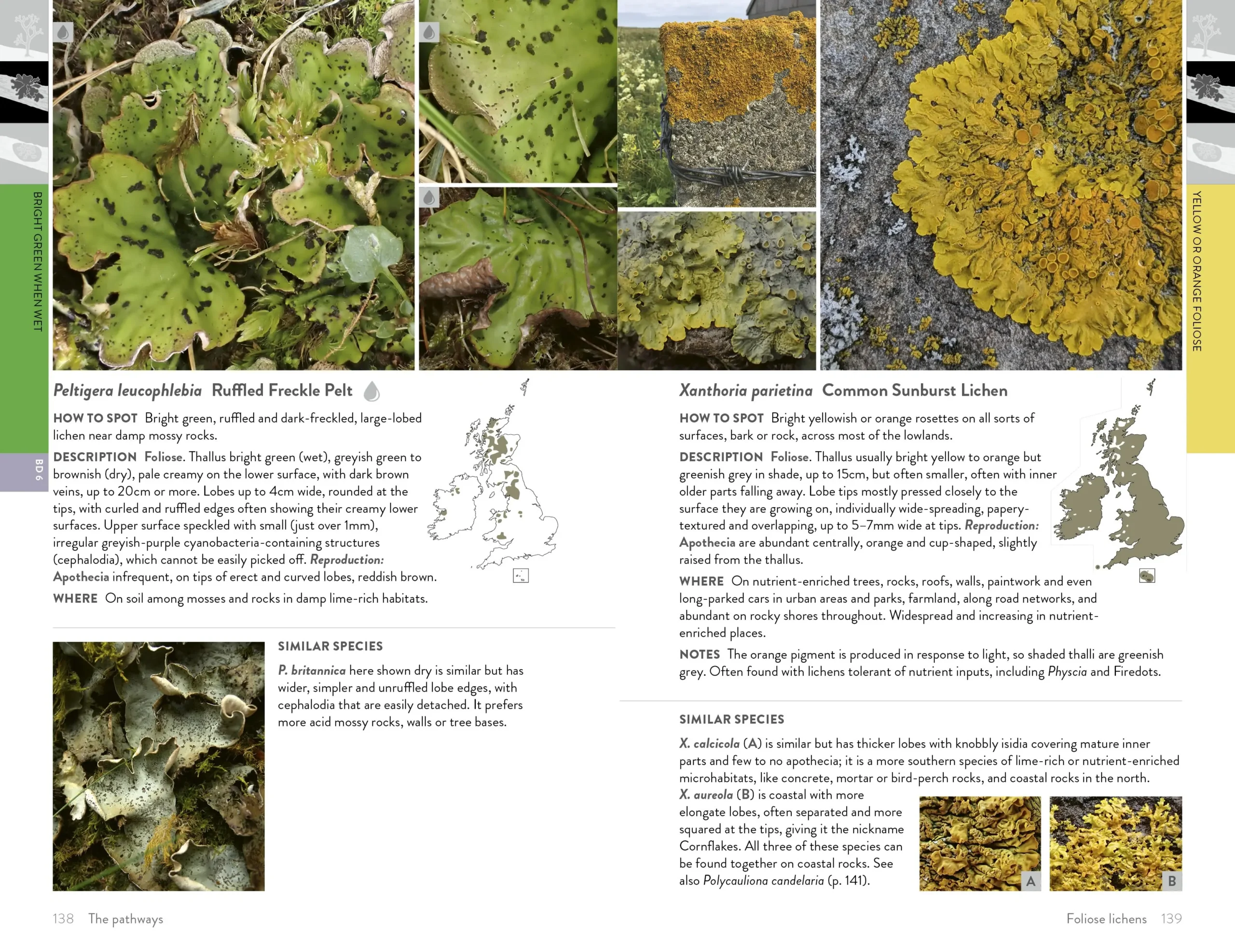 Lichens of Britain & Ireland - Bilde 6