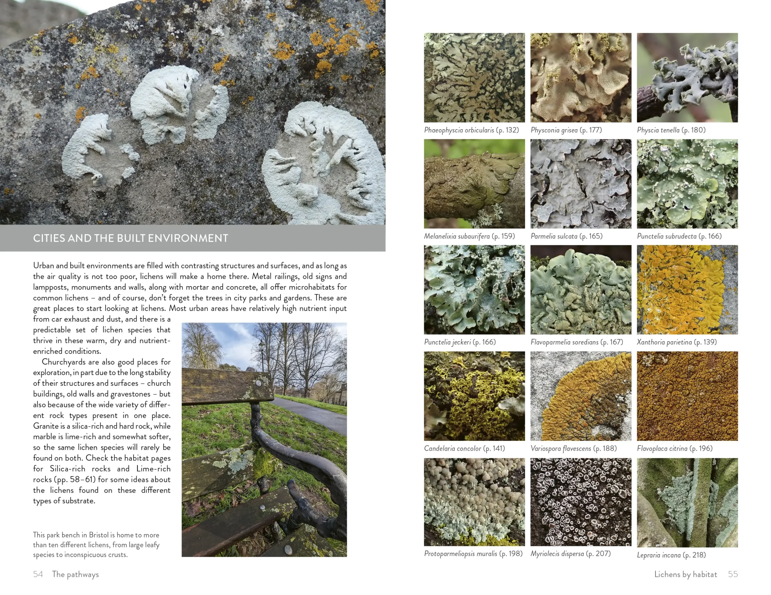 Lichens of Britain & Ireland - Bilde 3