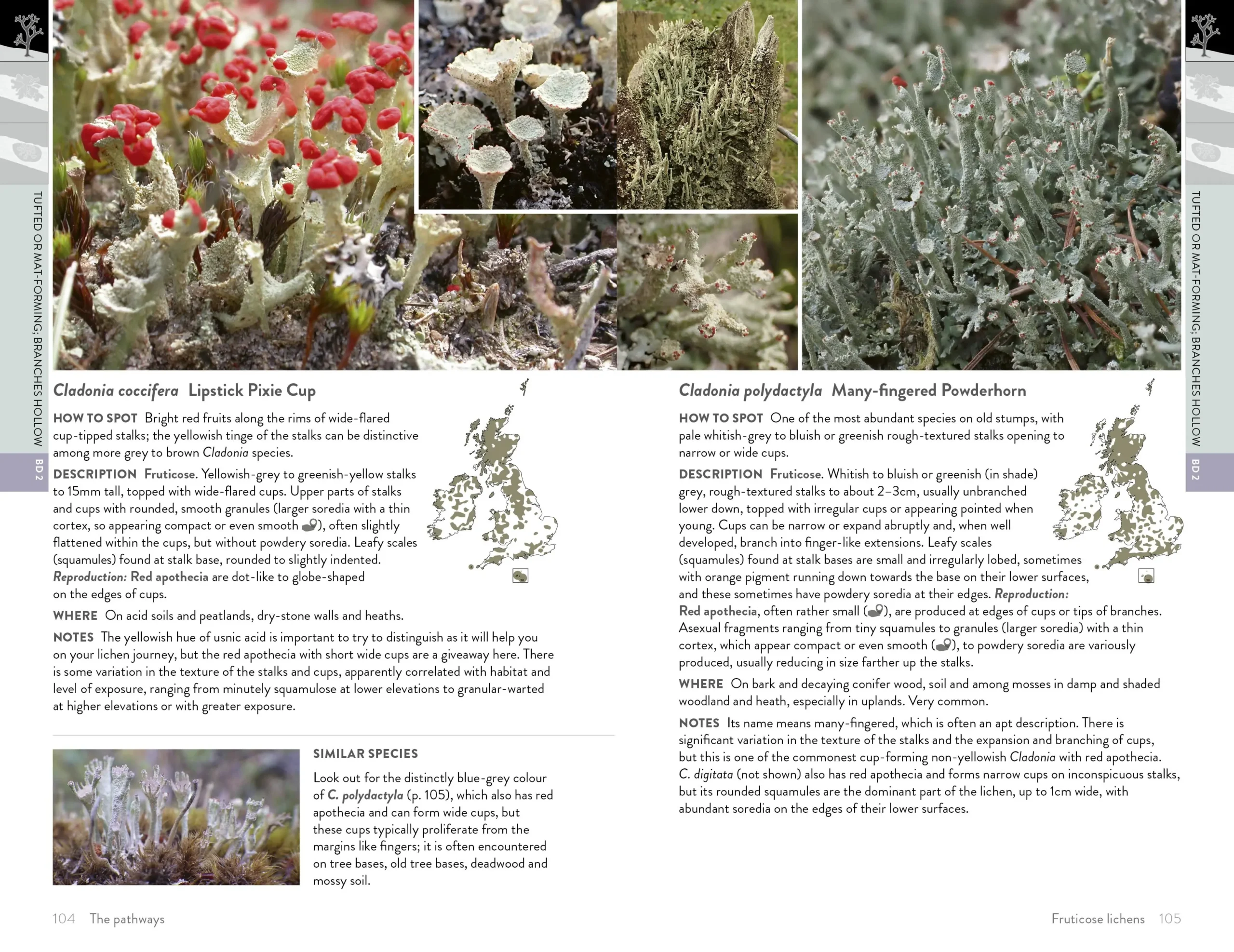 Lichens of Britain & Ireland - Bilde 5