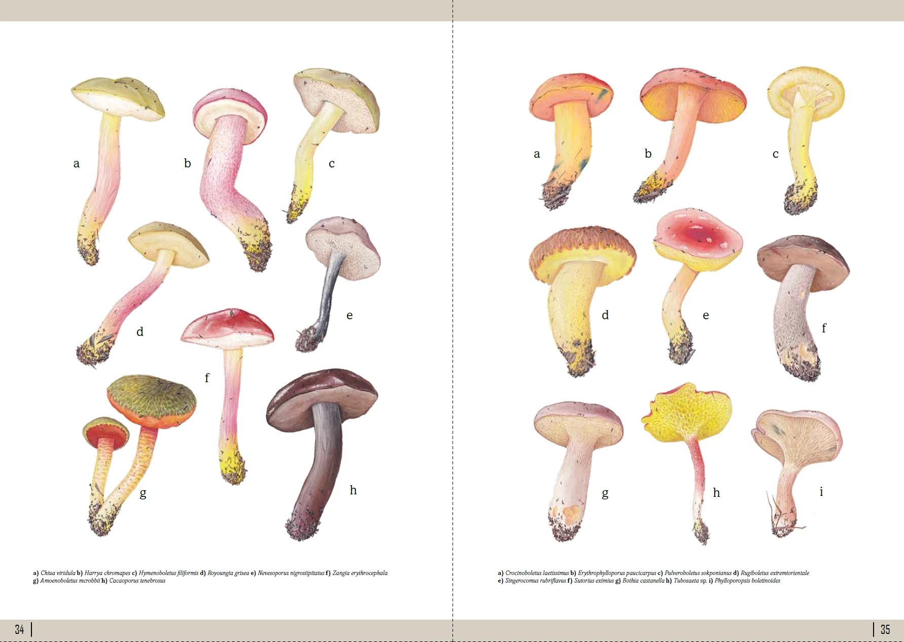 European Boletes 1 - Bilde 3