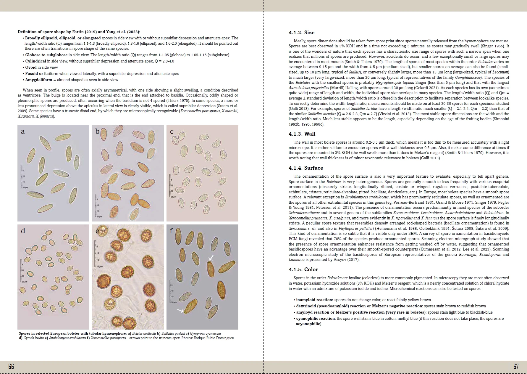 European Boletes 1 - Bilde 2