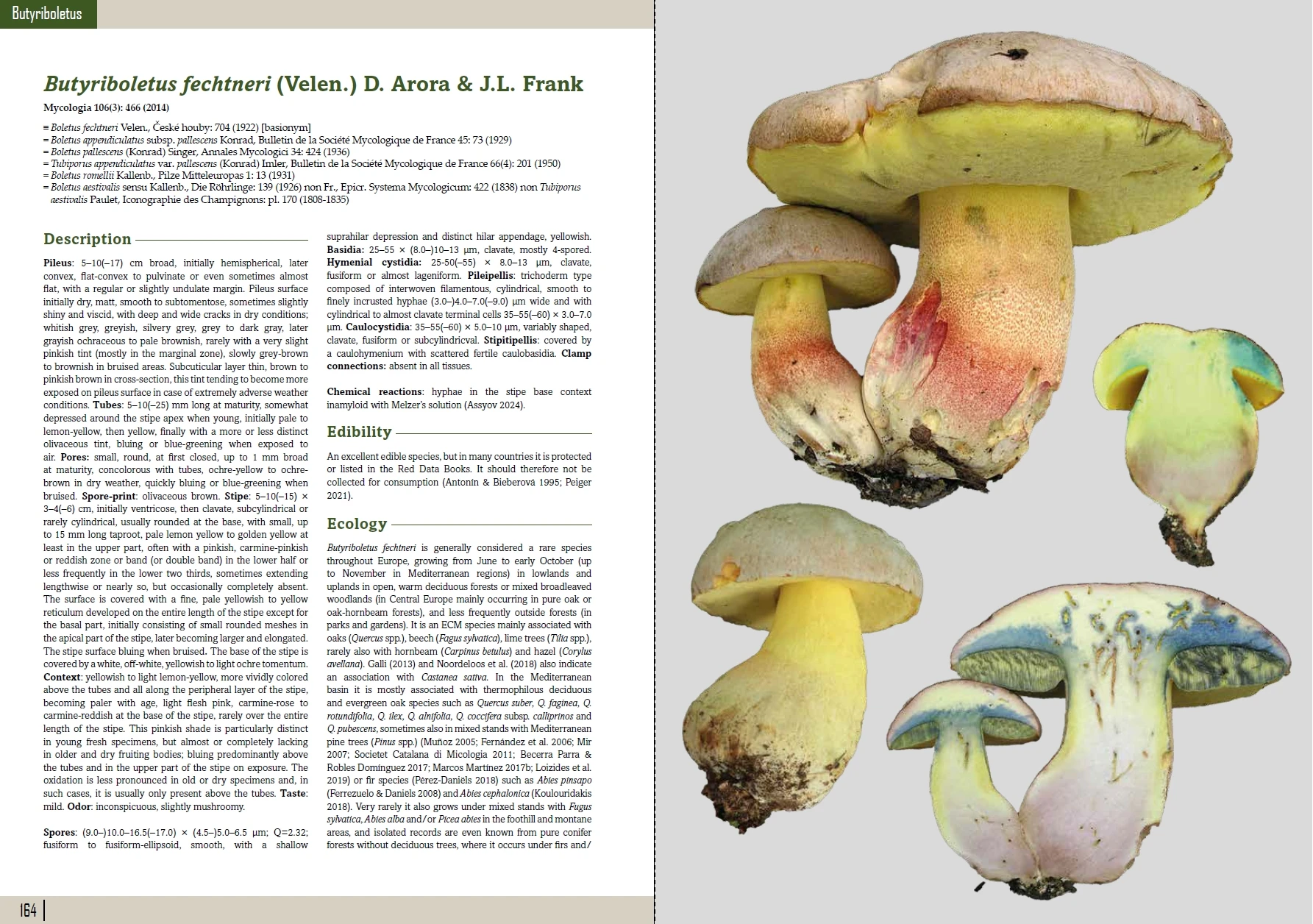 European Boletes 1 - Bilde 6