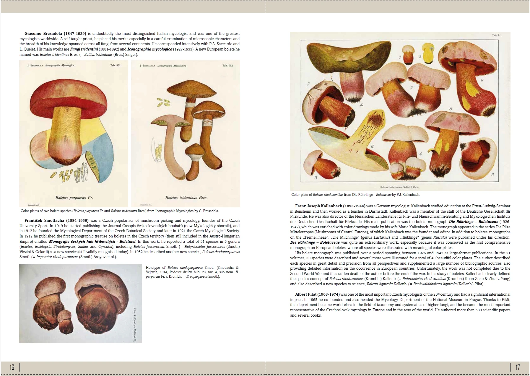 European Boletes 1 - Bilde 5