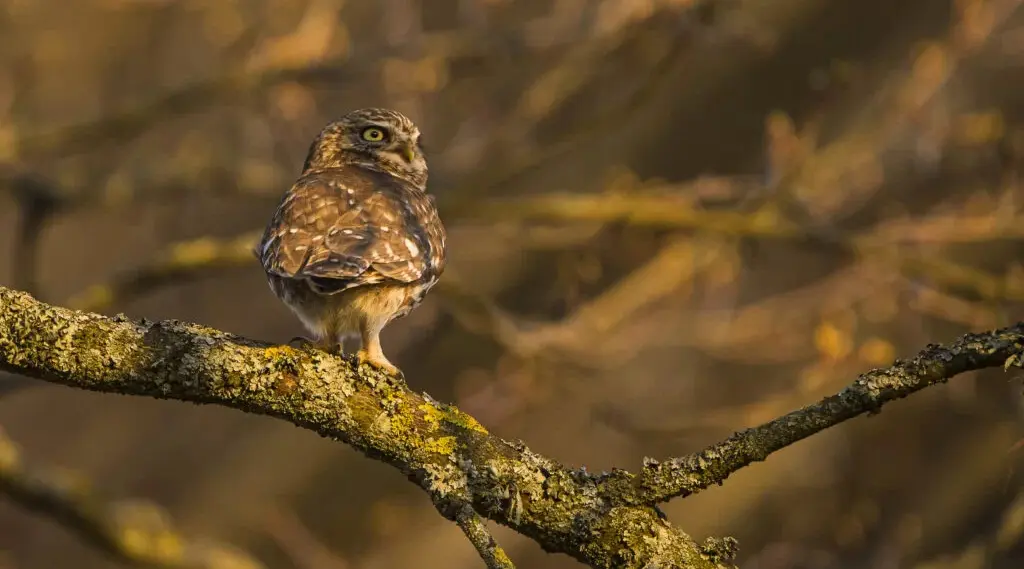 Pulsar Wildlife Lumion XL50