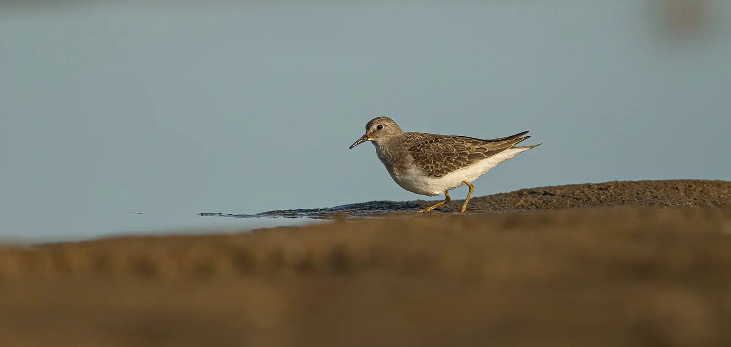 Pulsar Wildlife Ventex XP35 LRF