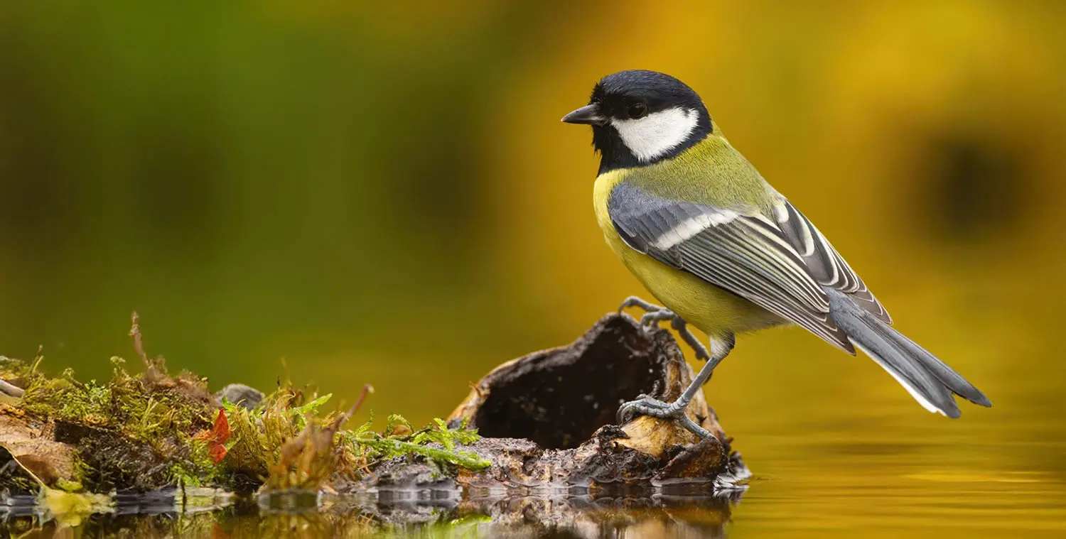 Pulsar Wildlife Alaris XG30