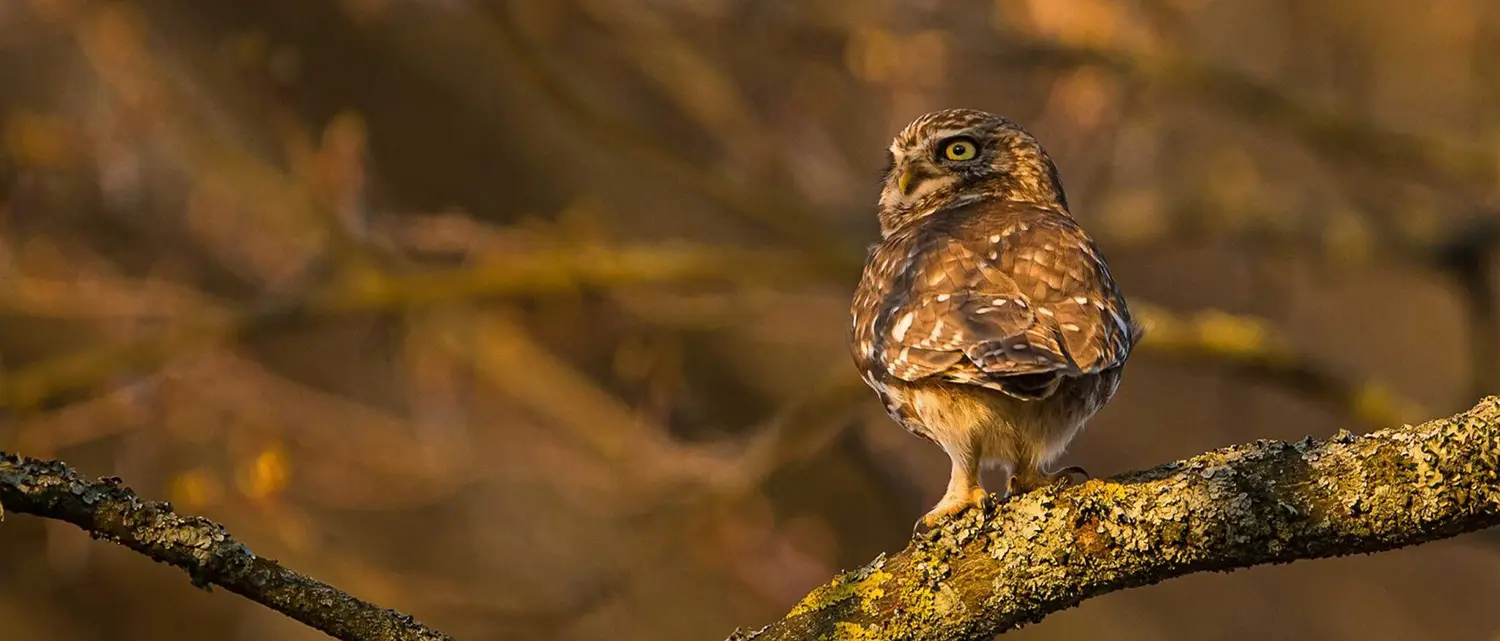 Pulsar Wildlife Alaris XG30