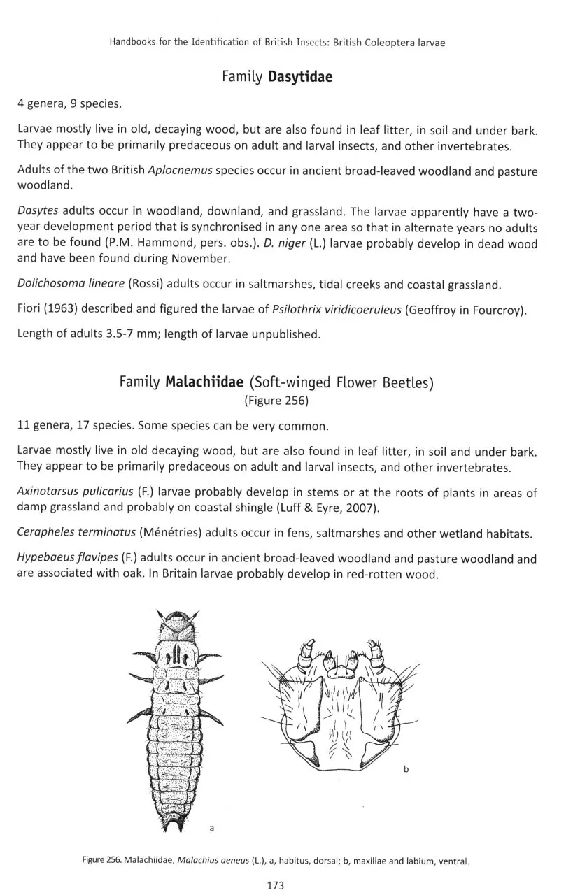 British Coleoptera Larvae