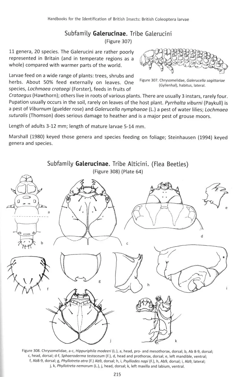 British Coleoptera Larvae
