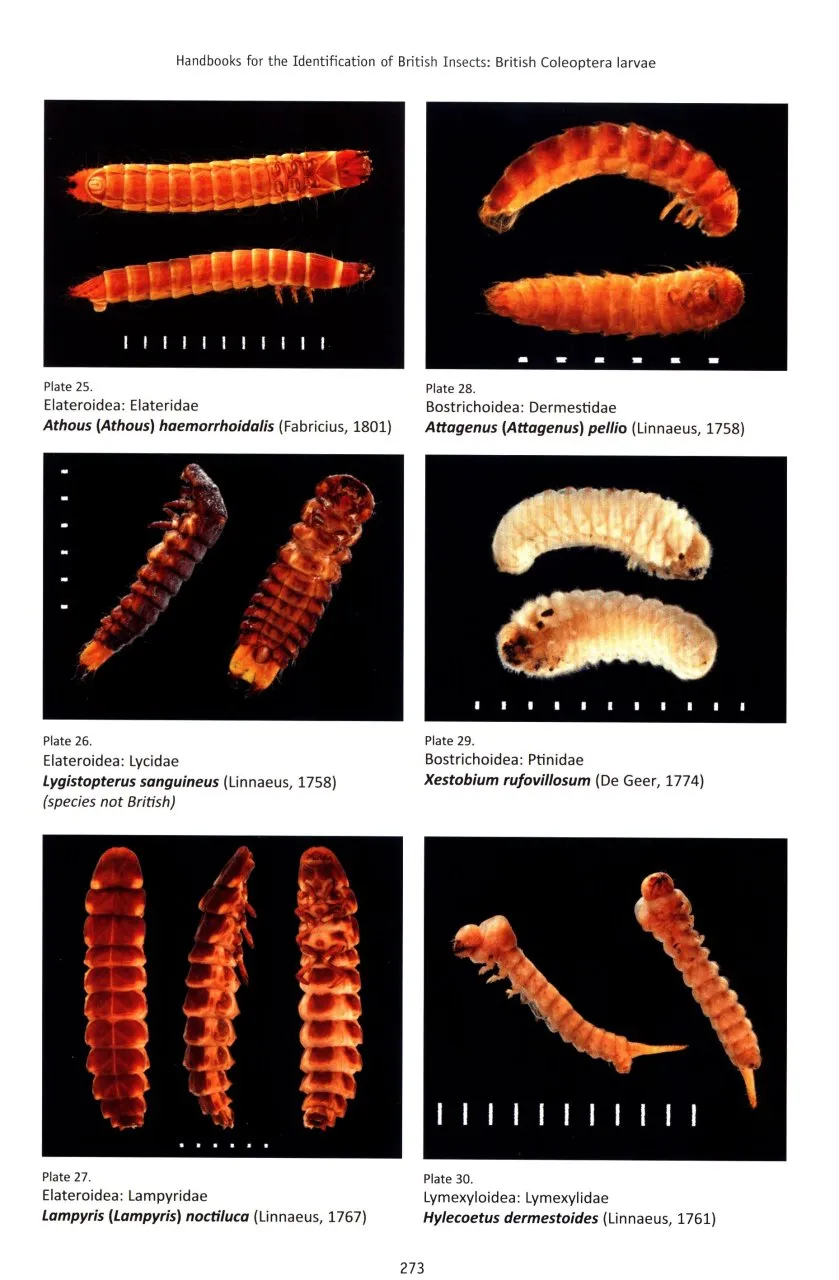 British Coleoptera Larvae
