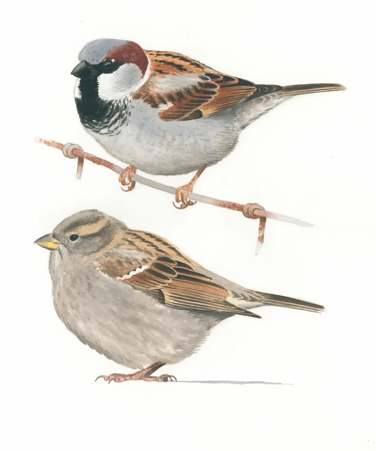 Gråspurvpar - Original akvarell av Øivind Egeland