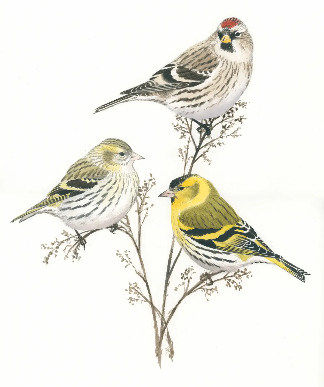 Gråsisik og grønnsisiker - Original akvarell av Øivind Egeland