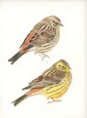 Gulspurver - Original akvarell av Øivind Egeland