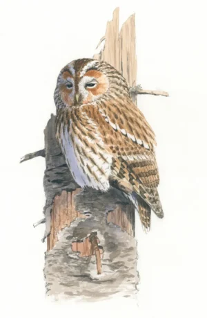 Kattugle - Original akvarell av Øivind Egeland