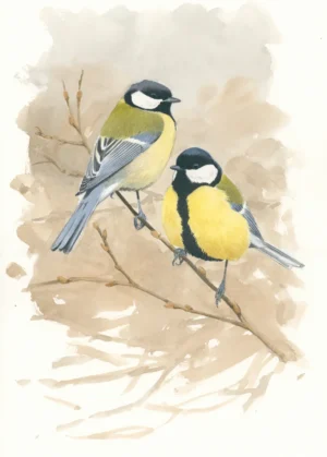 Kjøttmeispar - Original akvarell av Øivind Egeland