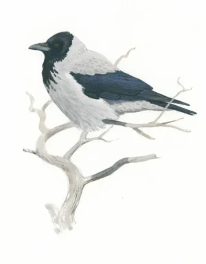 Kråke - Original akvarell av Øivind Egeland
