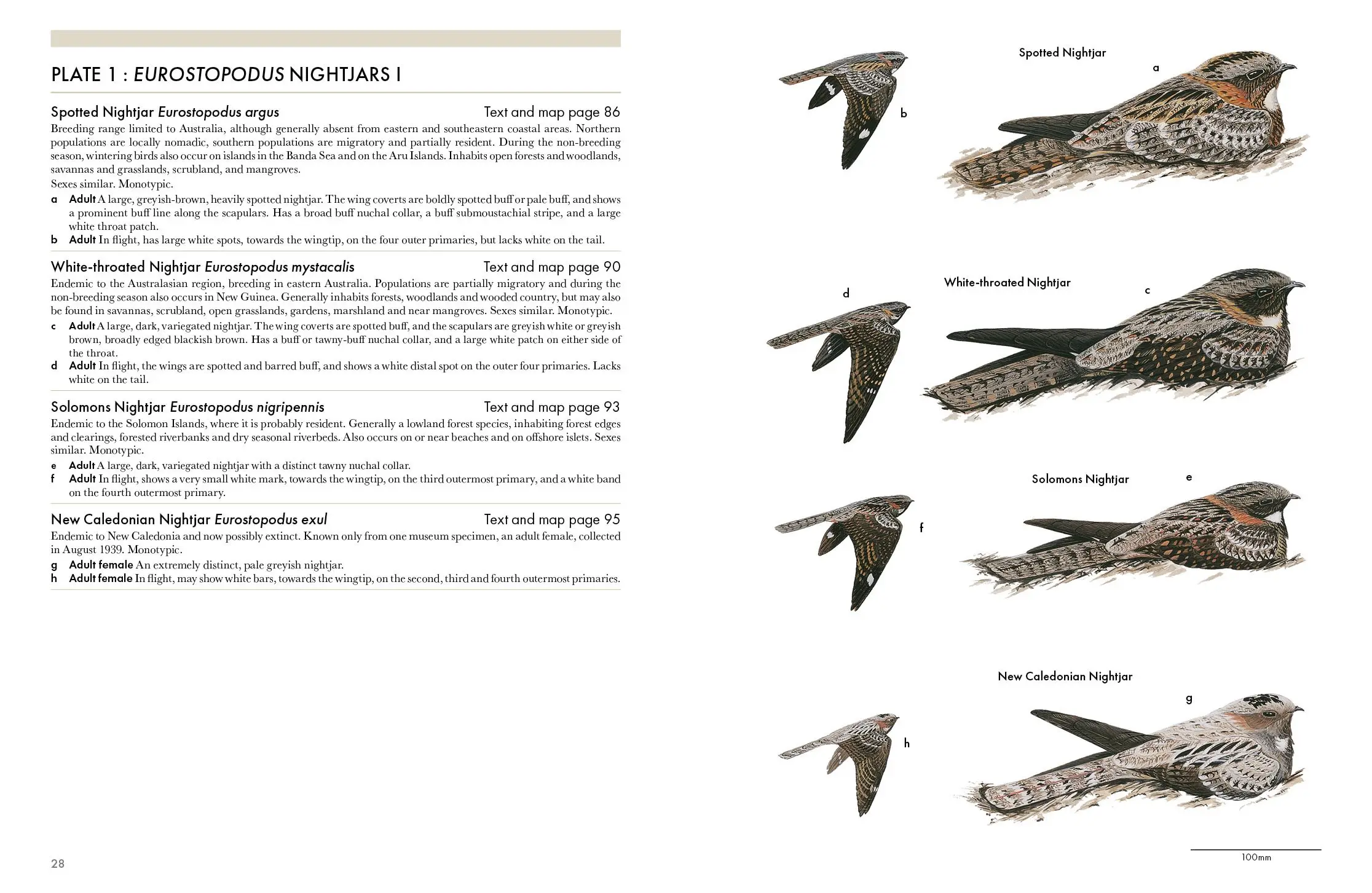 Nightjars of the World