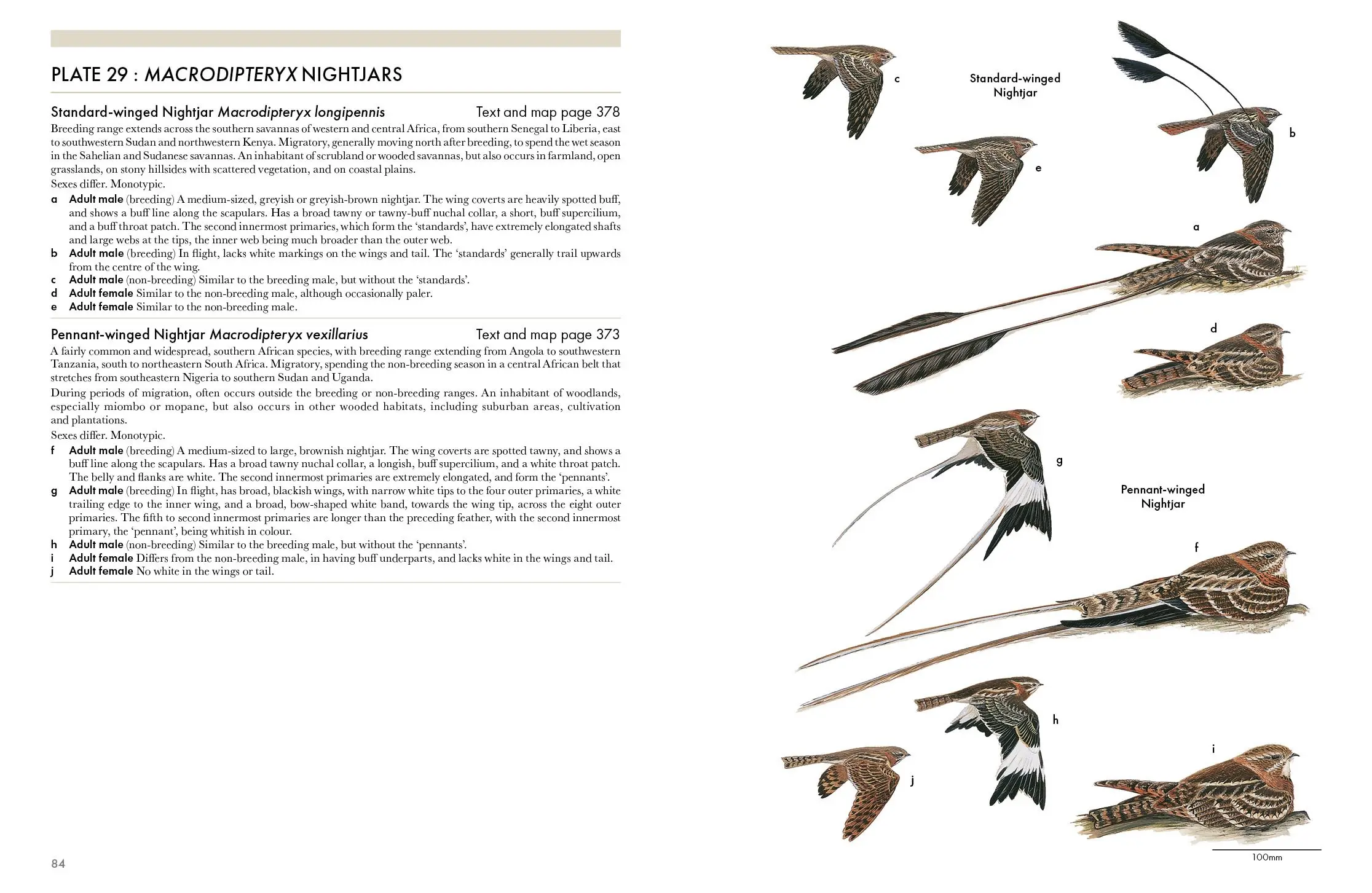 Nightjars of the World
