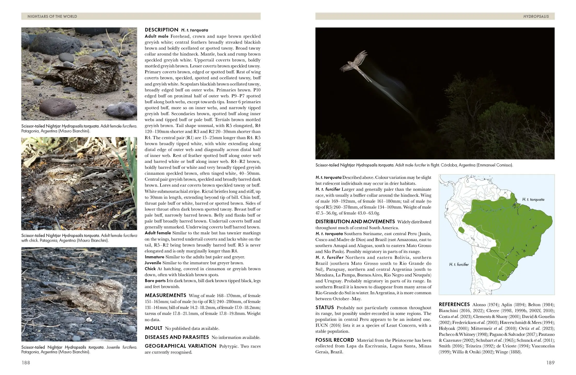 Nightjars of the World