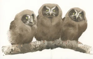 Perleugleunger - Original akvarell av Øivind Egeland
