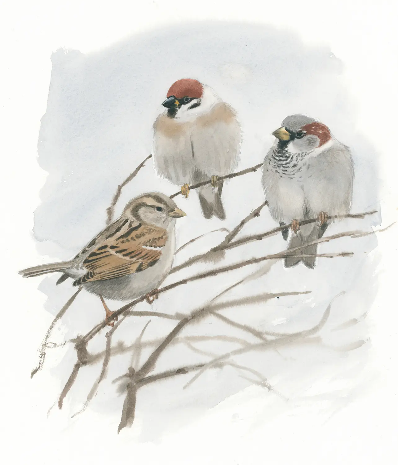 Pilfink og gråspurver - Original akvarell av Øivind Egeland