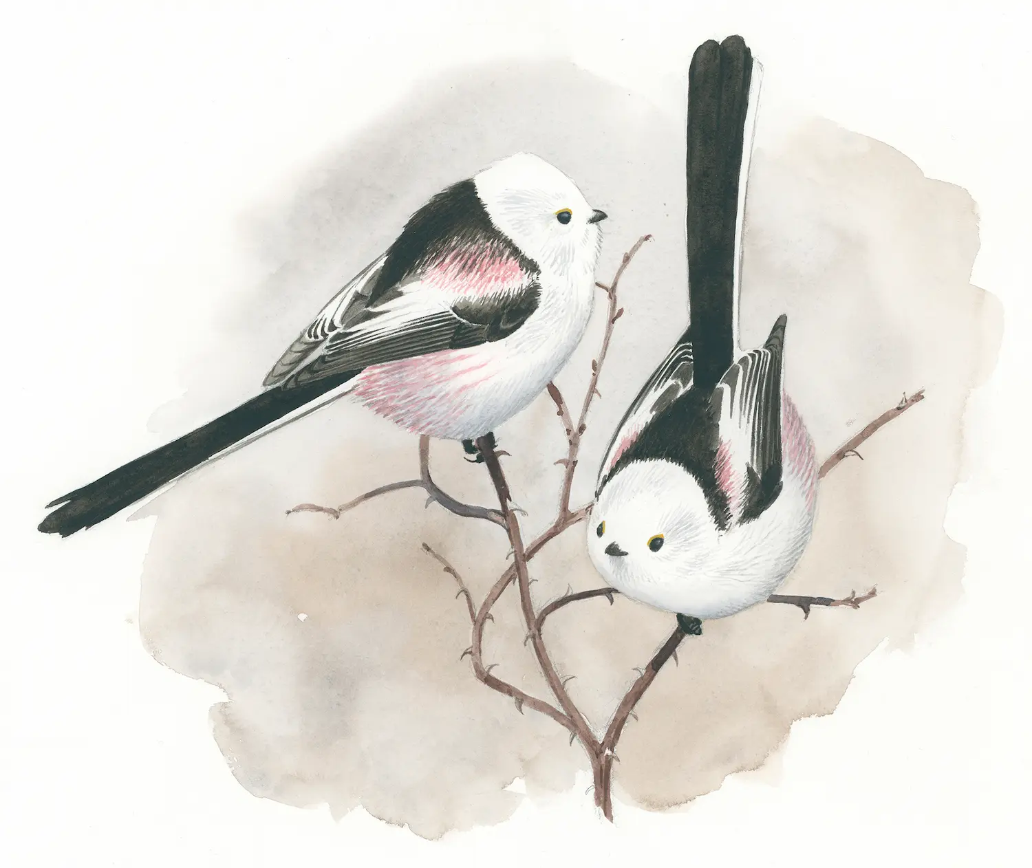 Stjertmeiser - Original akvarell av Øivind Egeland
