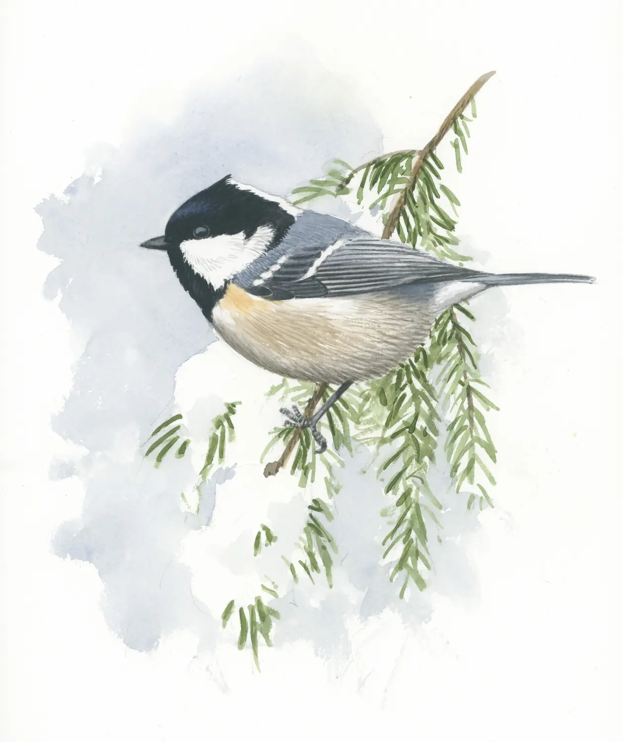 Svartmeis - Original akvarell av Øivind Egeland