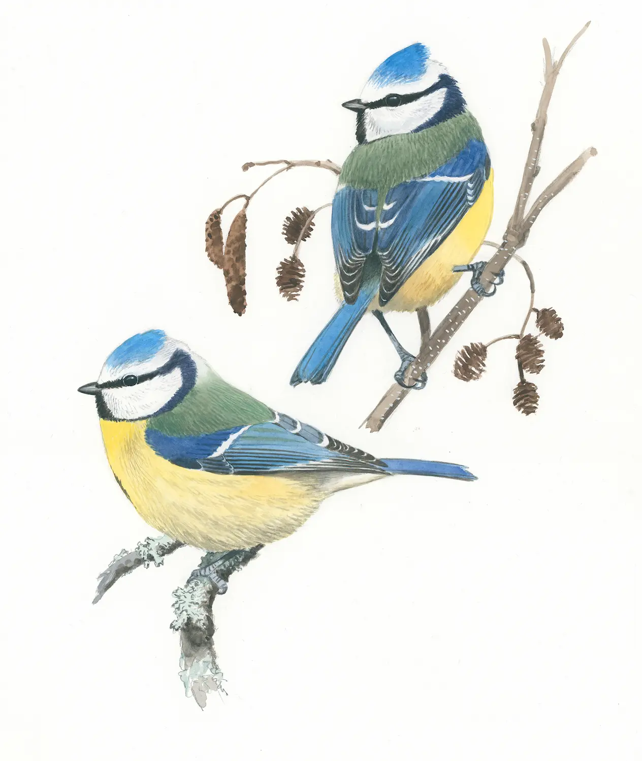 Blåmeispar - Original akvarell av Øivind Egeland
